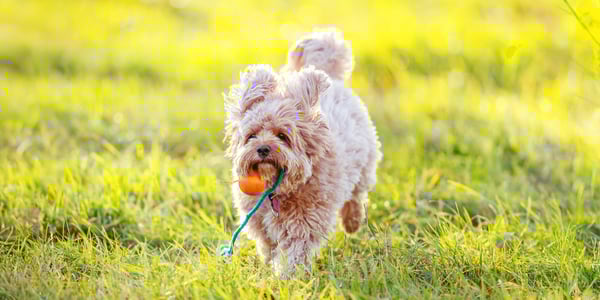 A cavapoo running with a ball in its mouth