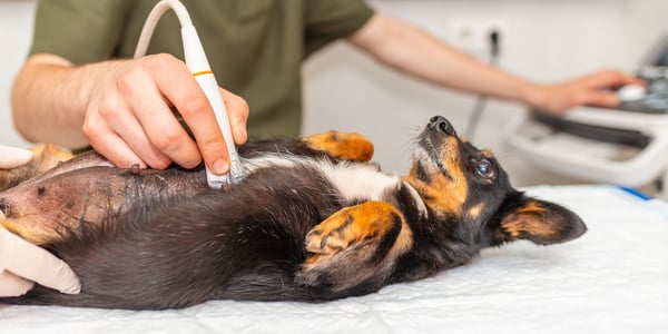 a dog having its stomach checked for pregnancy