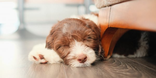 a sleeping puppy sitting by a chair leg.