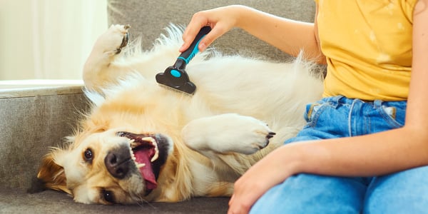 A golden retriever laying on his back and being stroked.