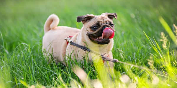 Pug with tongue hanging out on a lead in the grass