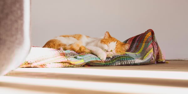 A white and ginger cat snuggling a blanket in the sun.