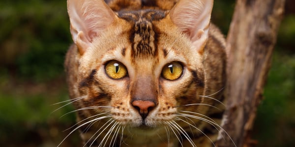 Close up of a Bengal cat's face