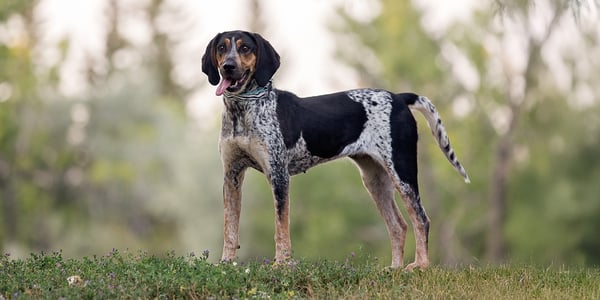 A coonhound standing tall on grass.