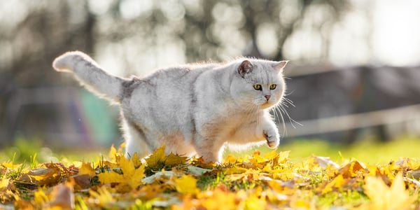 Large grey and white British Shorthair cat walking across field of leaves