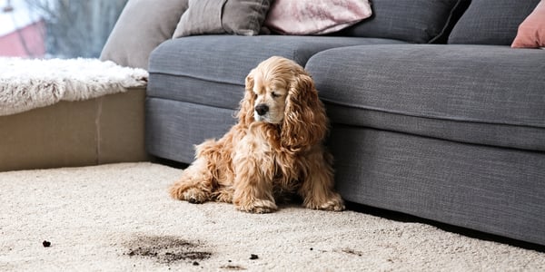 A blonde cloured Spaniel sitting next to a dirty carpet.