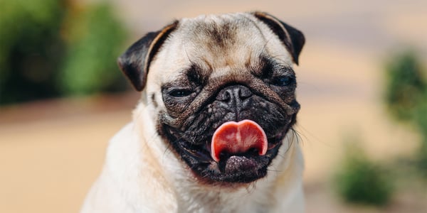A Pug sticking his tongue out.