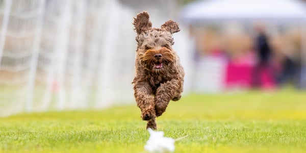 A brown Labradoodle leaping in the air.