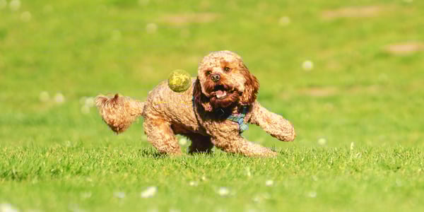A Cavapoo chasing a tennis ball on grass.