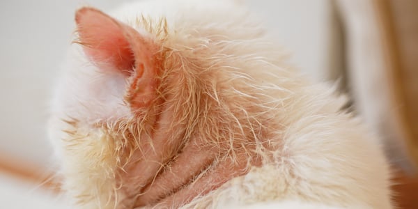 A close up image of a cat suffering from hair loss behind their ear.
