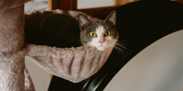 Close up of a kitten called Lyra.