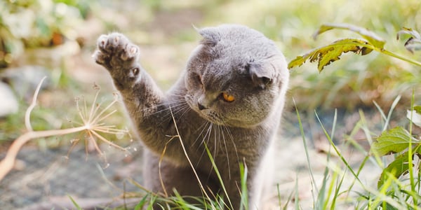 A british shorthair catching a flower.