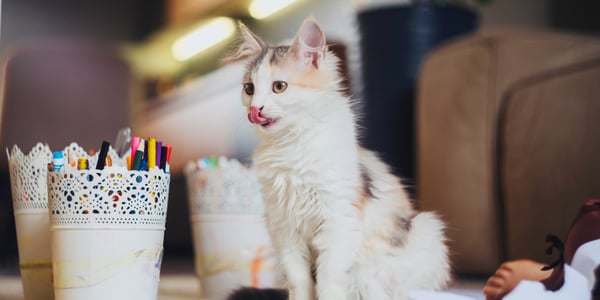 white cat with tongue out sitting in front of pot of pens
