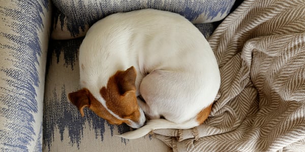 A Jack Russell curled up in a donut position on a couch.