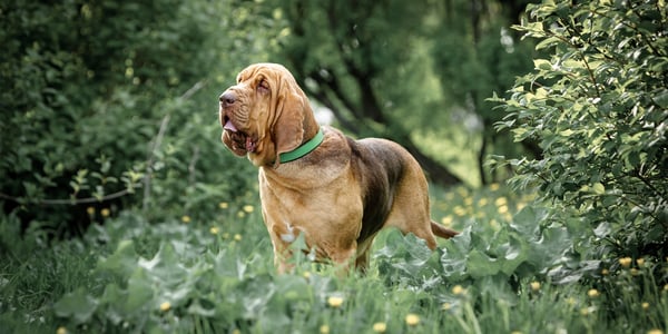 A bloodhound standing in green bushes.