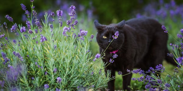Large black cat standing next to lavendar outside