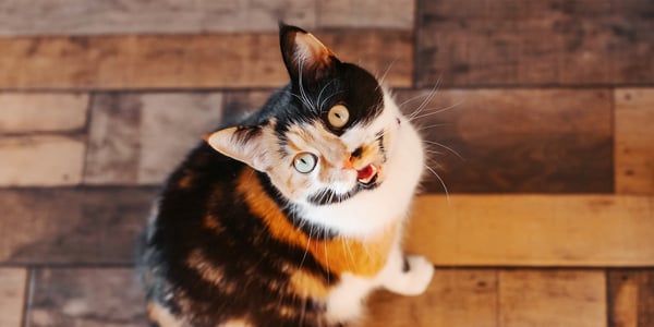A tortoiseshell cat looking up.
