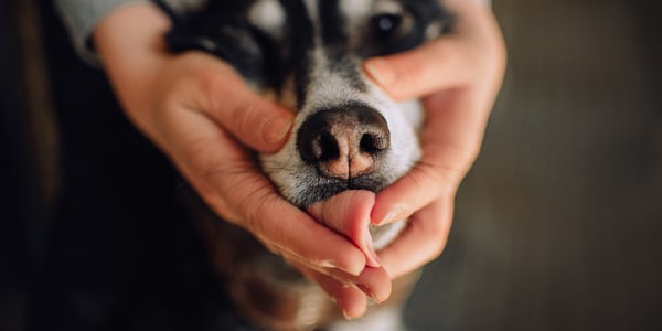 A dog sticking his tongue out and a human holds his head.