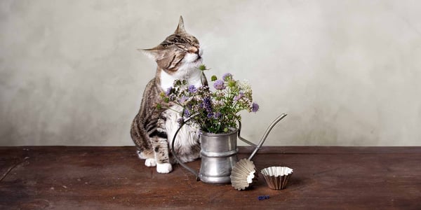 Cat about to sneeze, sat next to flower pot