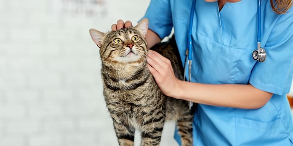 A vet stroking a cat.
