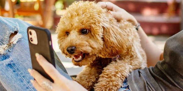A maltipoo barking at a smartphone.