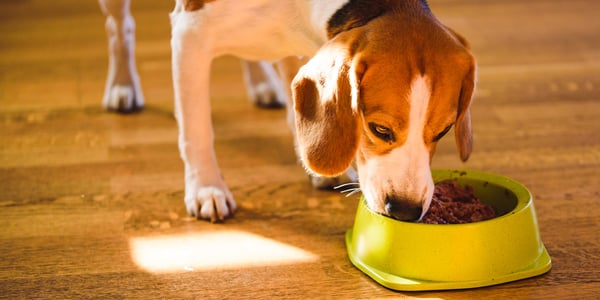 A Beagle eating out of a green dog bowl.