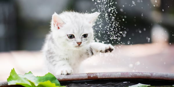 A kitten looking at water droplets.