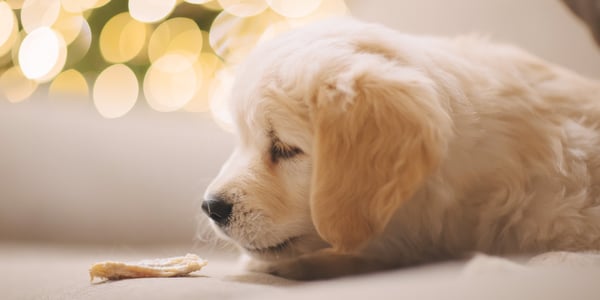 A puppy golden retriever laying down and sniffing a drink.