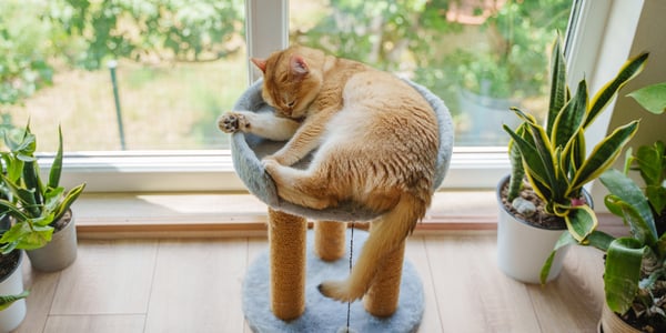 A ginger shorthair cat sleeping in a cat tree.