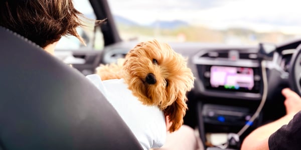 A brown coloured Cavapoo sitting in a car.