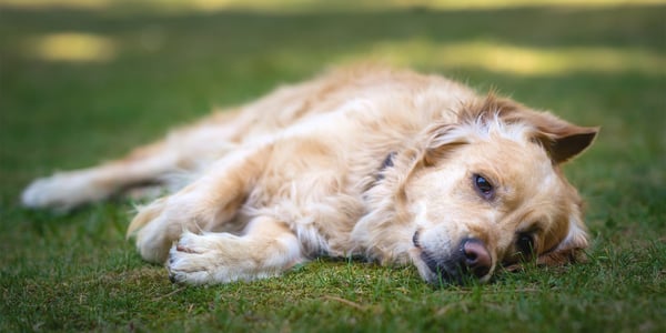 A golden retriever laying down on grass.