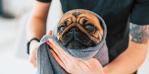 A Pug wrapped up in a towel.