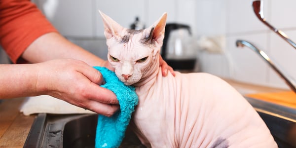 A Sphynx cat looking very unimpressed at being washed with a blue cloth in a sink.