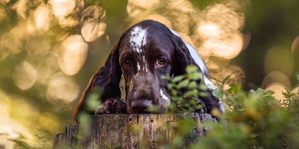 A springer spaniel resting on a tree stump.