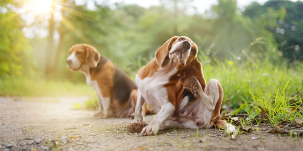Two beagles sitting outdoors.
