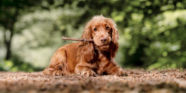 An english springer spaniel chewing a stick.
