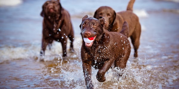 3 brown Labradors running on a beach.