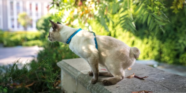 A Toybob cat about to pounce off a rock.