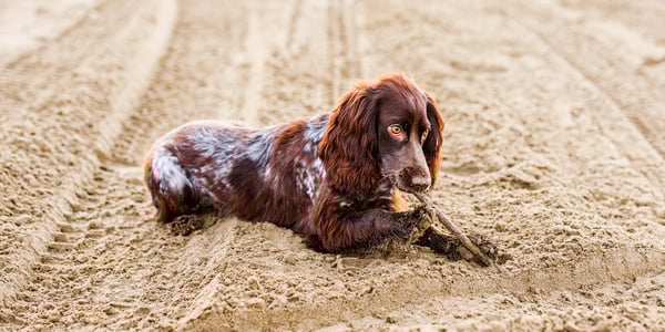 A brown springer spaniel sitting in sand eating a twig.