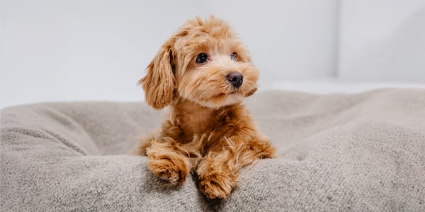 maltipoo sitting on beanbag