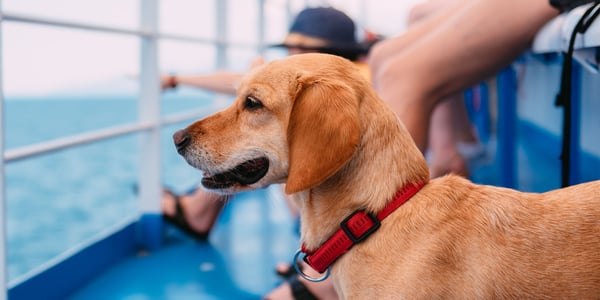A dog looking out on a ship.