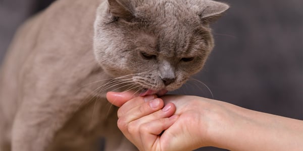 a british shorthair licking owners hand