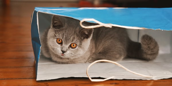 Grey British Shorthair sitting in paper bag