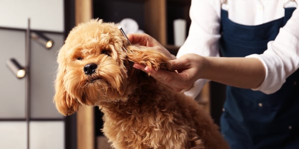 A cream coloured Cockapoo getting her ears trimmed.