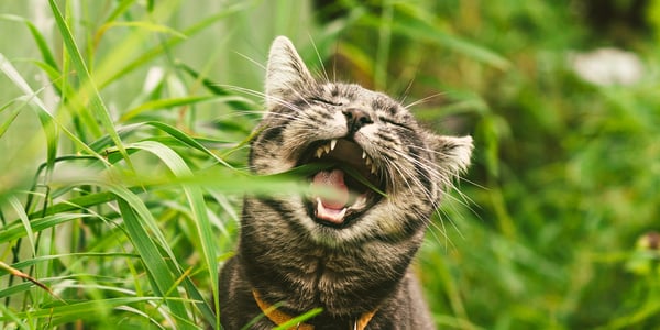 a cat eating grass outdoors