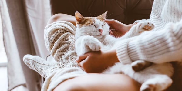 cat cradled in between owners legs