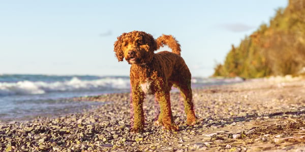 An Australian Labradoodle on a rocky shoreline