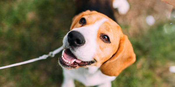 Beagle with mouth open sitting on grass outside
