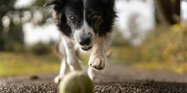 close up of border collie chasing tennis ball