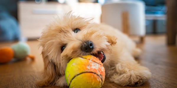 maltipoo biting a tennis ball while lying on the floor